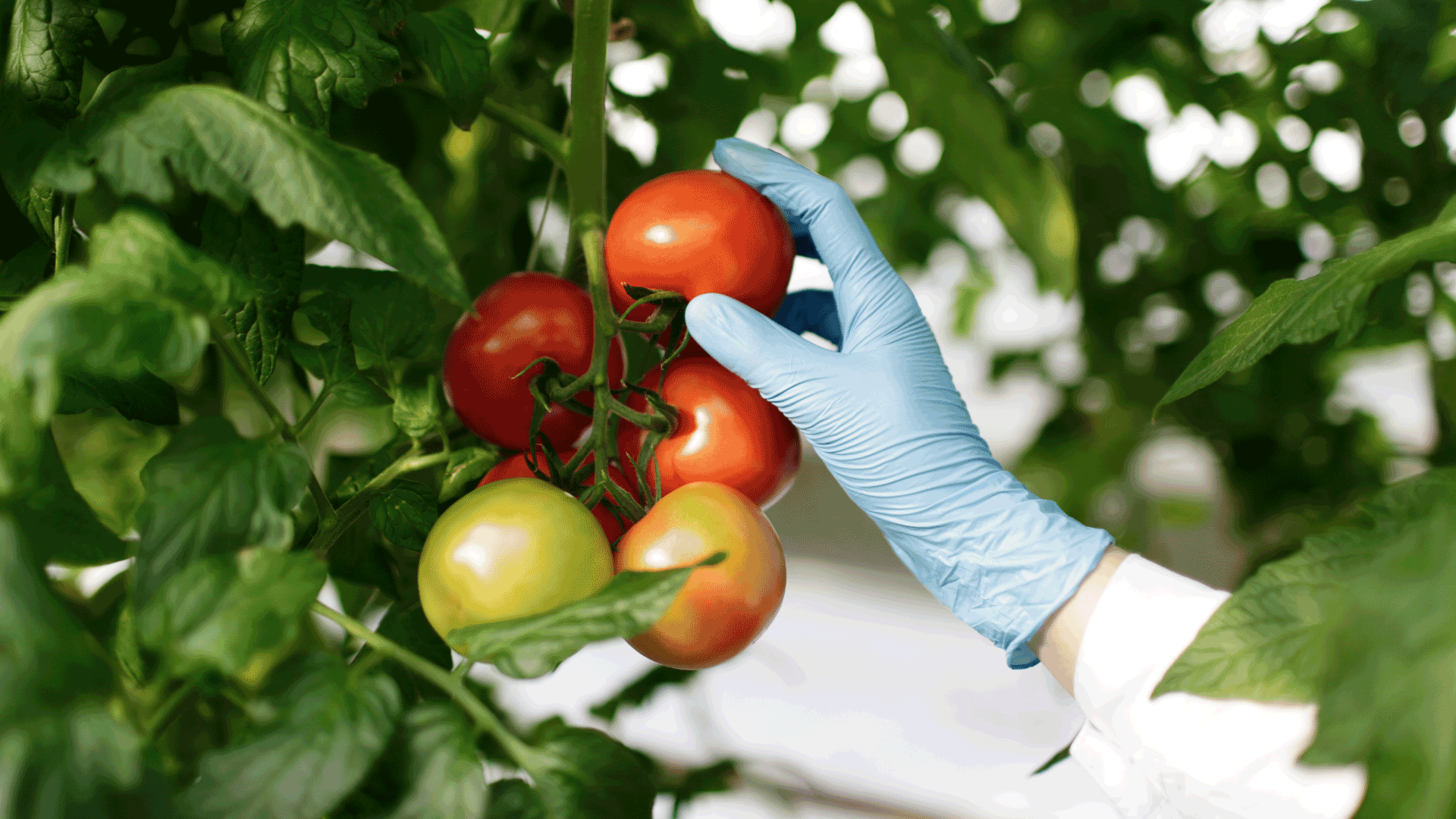 Food Safety and Sustainability: Berrak’s Commitments