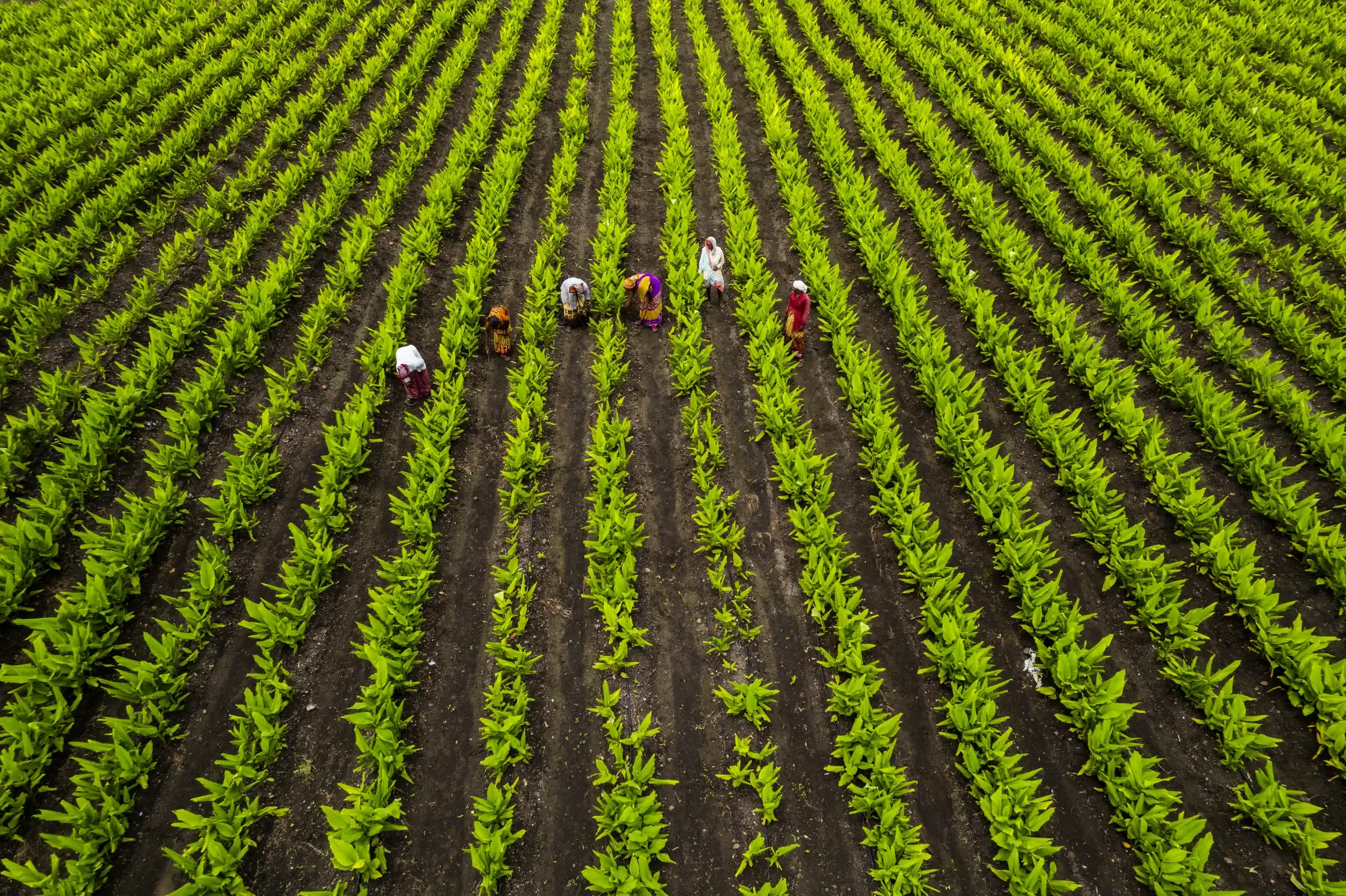 Sustainable Tables: The Agricultural Labor Behind Every Jar