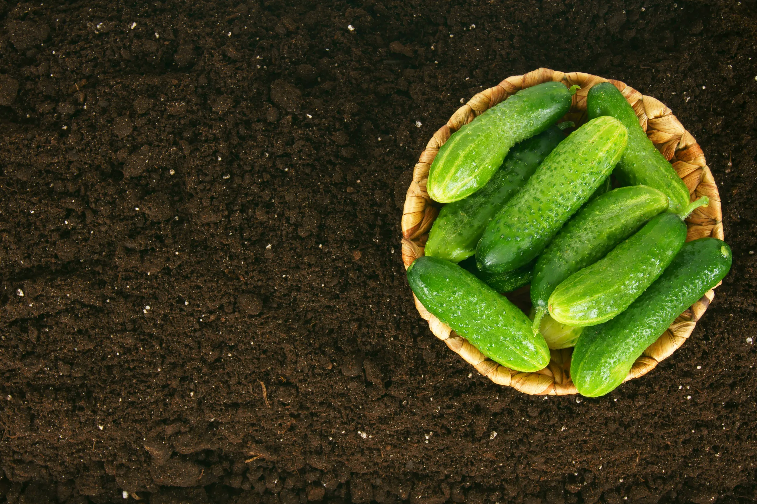 From Pickle to Soil: The Fermented Journey of Heirloom Seeds
