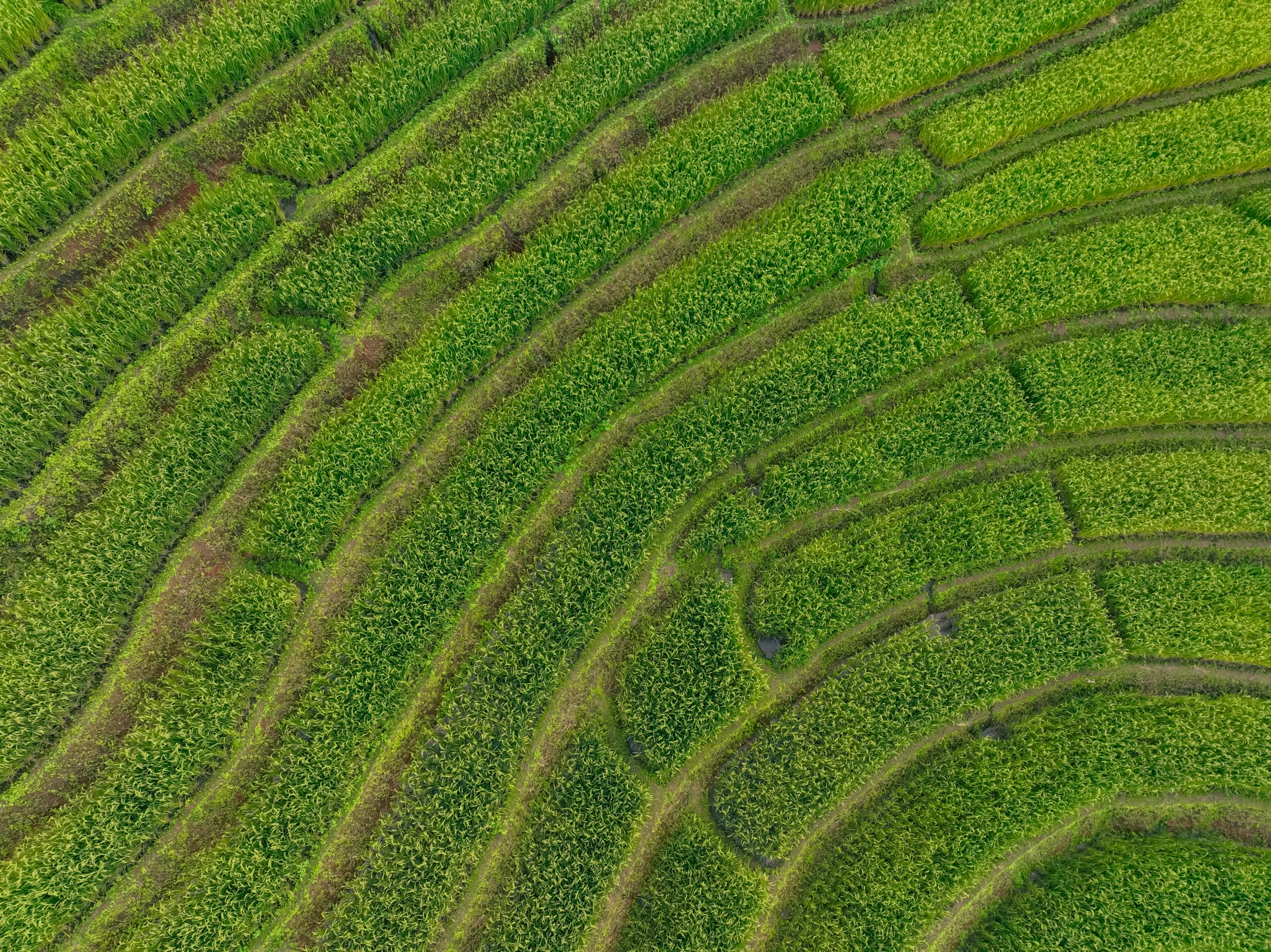Circular Agriculture Model: Next-Generation Solutions for Zero-Waste Production