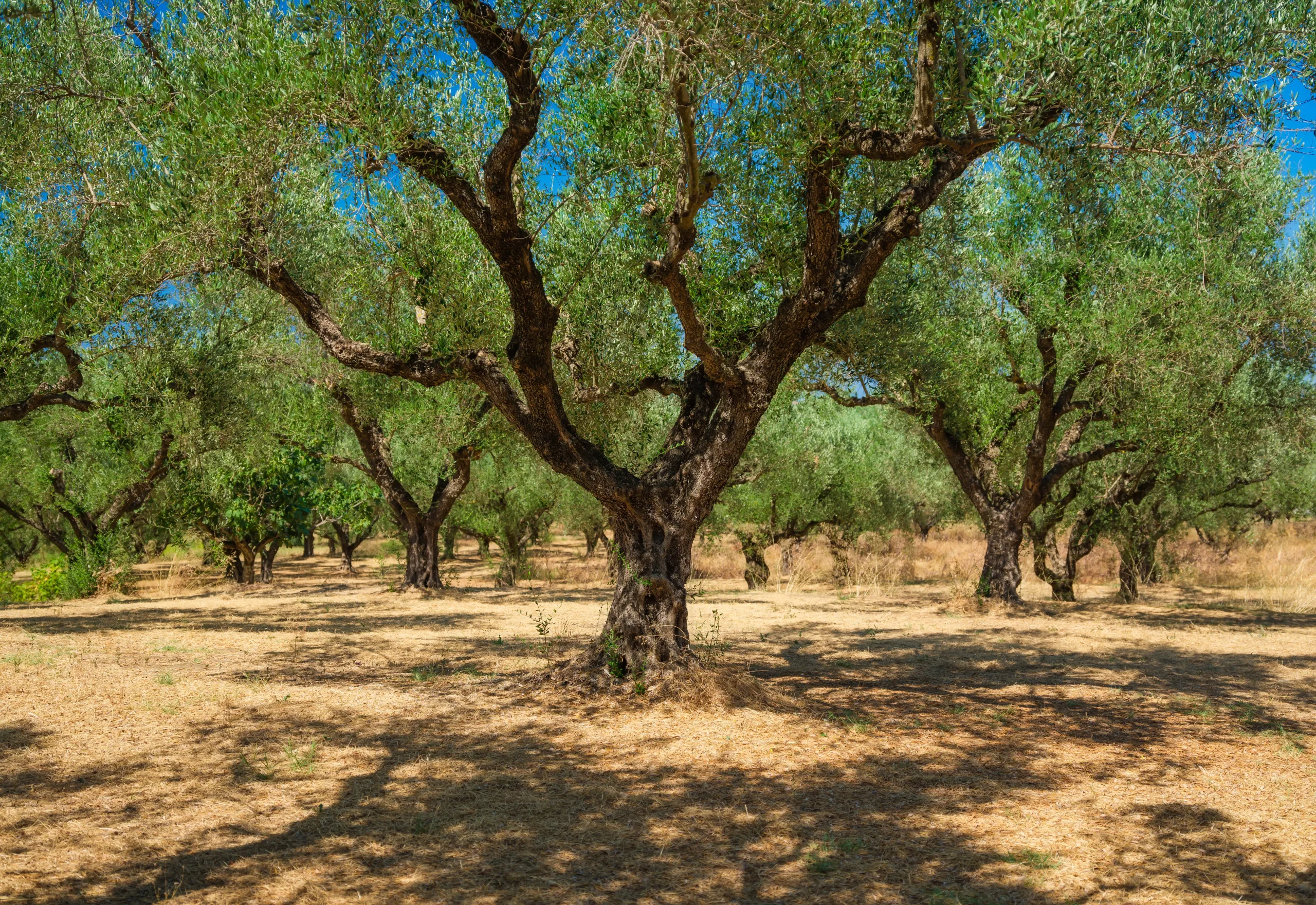 Zeytin Ağacının Geleceği: Kuraklık Dirençli Türlerle Tarımı Yeniden Düşünmek